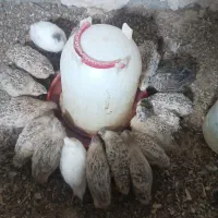 بلدرچین ژاپنی
