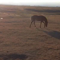 اسب ماده|اسب و تجهیزات اسب‌سواری|مشگین شهر, |دیوار