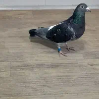 بدرنگ پلنگ پلاکی