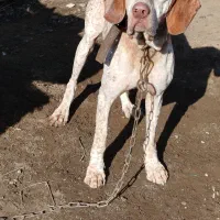 سگ شکاری پوینتر نر|سگ|شلمان, |دیوار