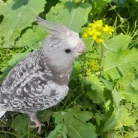 سلام یک عدد عروس ایزوبلا ۵ماه