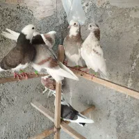 کبوتر جوجه شازده و هماسرور