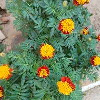 کارت ملی گمشده