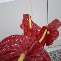 گل آنتوریوم