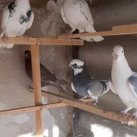 کبوتر|پرنده|تفرش, |دیوار