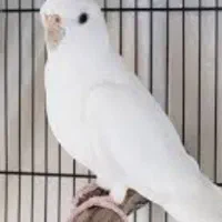 عروس هلندی نر