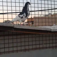 سه تا ماده شهری بی عیب