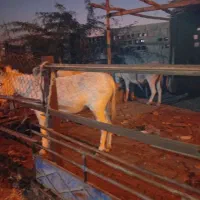 الاغ|حیوانات مزرعه|خمیر, |دیوار