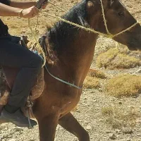 اسب نر|اسب و تجهیزات اسبسواری|شیروان (خراسان), |دیوار