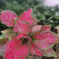 گل و گیاه آپارتمانی زیبا تولیدی گلخانه