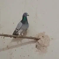 کفترپلاکی|پرنده|یزد, |دیوار