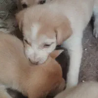 توله سگ واگذاری|سگ|تهران, شکوفه (عبدل آباد)|دیوار