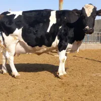 گاوشیری و تلیسه ابستن|حیوانات مزرعه|باشتین, |دیوار