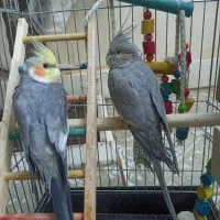 یک جفت عروس هلندی