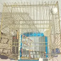 قفس طوطی سانان|لوازم جانبی حیوانات|قیدار, |دیوار