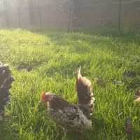 مرغ و خروس جاپنیز|حیوانات مزرعه|رشت, گلسار|دیوار