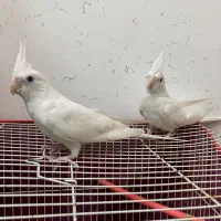 عروس هلندی آلبینو|پرنده|شیروان (خراسان), |دیوار