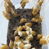 حلزون|خزنده|نیشابور, شهرک قدس|دیوار