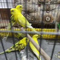 مرغ‌ عشق|پرنده|داراب, |دیوار