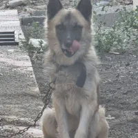 ژرمن سفید و طلایی بسیار اصیل|سگ|ماهدشت, |دیوار