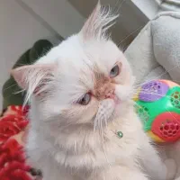 پرشین نر برای جفت‌گیری موجوده