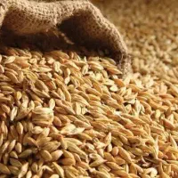 جو و گندم