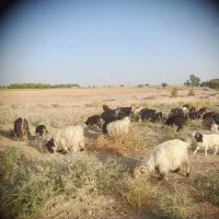 بز ۲۳ راس داشتی ۱۶ راس بزغاله ی تیشتر تخمی