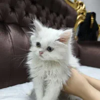 گربه