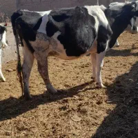 گاو و تخت|حیوانات مزرعه|نیشابور, محله میدان باغات|دیوار