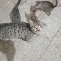 واگذاری گربه