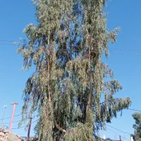 چند عدد اکالاتوس|گل و گیاه طبیعی|اندیکا, |دیوار