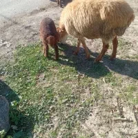 گوسفند بره دار