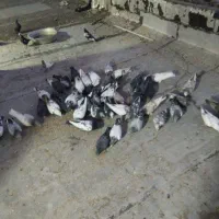 کبوتر پرشی|پرنده|شیراز, دوکوهک|دیوار