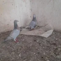 جفت خطی نر ماده