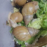 حلزون سالم  تمیز