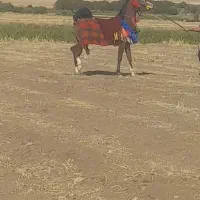 یک نریان ومادیان وگره مادیان نژاد کورد