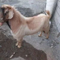 خرت شش دندان