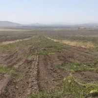 ۴جریب معادل ۴هزار متر هندوانه دیم واقع در کندهلان