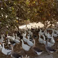 جوجه قوغاز و غاز|حیوانات مزرعه|قم, هنرستان|دیوار