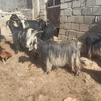 بز داشتی|حیوانات مزرعه|شهرکرد, |دیوار