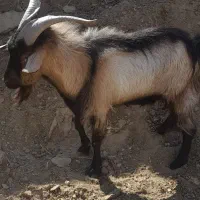 بزغاله نر یکساله|حیوانات مزرعه|ورزنه, |دیوار