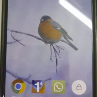 شیائومی Redmi Not11