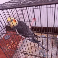 عروس هلندی نر کلمم میگه فیلمش هست