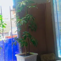 گل پنجه گربه ای و مورد|گل و گیاه طبیعی|جوانرود, |دیوار