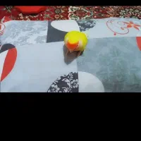 فروش فوری جفت کوتوله+ ارسال