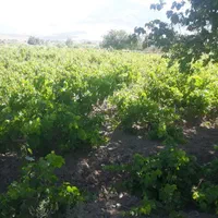 باغ انگور کنار جاده اصلی|فروش زمین و ملک کلنگی|ملایر, |دیوار