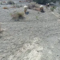 چندتا بز ومیش فروشی|حیوانات مزرعه|قصرقند, |دیوار