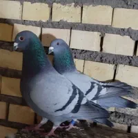 مسافتی درجه یک