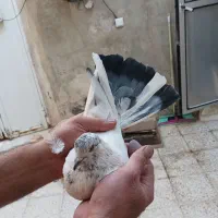 کفتر نر|پرنده|قم, نخودی|دیوار