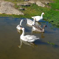 دو عدد غاز هر کدوم ب قیمت یکو ششصد|حیوانات مزرعه|ارشق, |دیوار